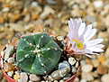 Нажмите на изображение для увеличения.

Название:	Echinocereus knippelianus.jpg
Просмотров:	140
Размер:	132.9 Кб
ID:	370042