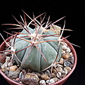 Нажмите на изображение для увеличения.

Название:	Echinocactus horizonthalonius PD60.jpg
Просмотров:	530
Размер:	135.0 Кб
ID:	370063