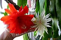 Нажмите на изображение для увеличения.

Название:	IMG_4830 (1000x661).jpg
Просмотров:	374
Размер:	329.2 Кб
ID:	370072
