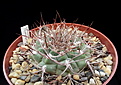 Нажмите на изображение для увеличения.

Название:	Gymnocalycium ferrari P136.jpg
Просмотров:	1242
Размер:	185.5 Кб
ID:	370117