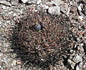 Нажмите на изображение для увеличения.

Название:	Gymnocalycium_VG817_ferrari_aff.jpg
Просмотров:	1141
Размер:	204.8 Кб
ID:	370132