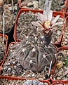 Нажмите на изображение для увеличения.

Название:	Gymnocalycium glaucum VG816.JPG
Просмотров:	1154
Размер:	214.7 Кб
ID:	370135