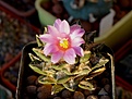Нажмите на изображение для увеличения.

Название:	Ariocarpus hybrid (agavoides x kotschoubeyanus).JPG
Просмотров:	607
Размер:	257.2 Кб
ID:	370137