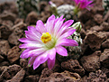 Нажмите на изображение для увеличения.

Название:	Mammillaria hernandezii_01.jpg
Просмотров:	197
Размер:	393.8 Кб
ID:	370252