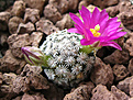Нажмите на изображение для увеличения.

Название:	Mammillaria hernandezii_02.jpg
Просмотров:	222
Размер:	344.1 Кб
ID:	370253