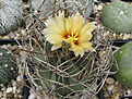 Нажмите на изображение для увеличения.

Название:	Astrophytum senile.jpg
Просмотров:	184
Размер:	442.9 Кб
ID:	370255