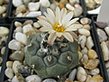 Нажмите на изображение для увеличения.

Название:	Turbinicarpus jauernigii.jpg
Просмотров:	226
Размер:	361.1 Кб
ID:	370256