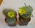 Нажмите на изображение для увеличения.

Название:	Mammillaria baumii.jpg
Просмотров:	208
Размер:	201.6 Кб
ID:	370403