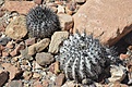 Нажмите на изображение для увеличения.

Название:	54_Copiapoa_cinerea.jpg
Просмотров:	213
Размер:	163.8 Кб
ID:	370407