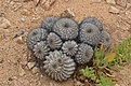 Нажмите на изображение для увеличения.

Название:	60_Copiapoa_grandiflora.jpg
Просмотров:	187
Размер:	162.8 Кб
ID:	370413