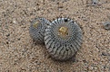 Нажмите на изображение для увеличения.

Название:	62_Copiapoa_columnaalba.jpg
Просмотров:	210
Размер:	137.1 Кб
ID:	370415