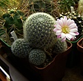 Нажмите на изображение для увеличения.

Название:	Rebutia narvaecensis.jpg
Просмотров:	207
Размер:	95.4 Кб
ID:	370516