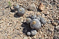 Нажмите на изображение для увеличения.

Название:	71_Copiapoa_columnaalba.jpg
Просмотров:	222
Размер:	247.3 Кб
ID:	370525