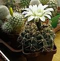 Нажмите на изображение для увеличения.

Название:	Gymnocalycium intertextum P81.jpg
Просмотров:	194
Размер:	89.5 Кб
ID:	370582