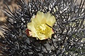 Нажмите на изображение для увеличения.

Название:	101_Copiapoa_domeykoensis.jpg
Просмотров:	204
Размер:	120.9 Кб
ID:	370606