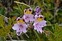 Нажмите на изображение для увеличения.

Название:	127_Alstroemeria_pulchra.jpg
Просмотров:	205
Размер:	74.8 Кб
ID:	370675