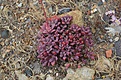 Нажмите на изображение для увеличения.

Название:	129_Cistanthe_grandiflora.jpg
Просмотров:	200
Размер:	178.5 Кб
ID:	370677