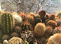 Нажмите на изображение для увеличения.

Название:	cactuseswinter-2.jpg
Просмотров:	147
Размер:	411.1 Кб
ID:	370744