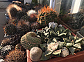 Нажмите на изображение для увеличения.

Название:	cactuseswinter-4.jpg
Просмотров:	135
Размер:	424.1 Кб
ID:	370746