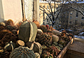 Нажмите на изображение для увеличения.

Название:	cactuseswinter-5.jpg
Просмотров:	124
Размер:	429.7 Кб
ID:	370747