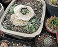 Нажмите на изображение для увеличения.

Название:	Crassula-174-Israel-Shmuel-Matityahu.jpg
Просмотров:	398
Размер:	115.0 Кб
ID:	370785