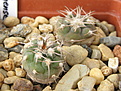 Нажмите на изображение для увеличения.

Название:	Gymnocalycium mazanense1.jpg
Просмотров:	281
Размер:	192.9 Кб
ID:	370806
