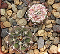 Нажмите на изображение для увеличения.

Название:	Gymnocalycium mazanense3.jpg
Просмотров:	279
Размер:	249.4 Кб
ID:	370808