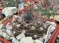 Нажмите на изображение для увеличения.

Название:	Gymnocalycium mazanense2014.JPG
Просмотров:	263
Размер:	220.7 Кб
ID:	370810