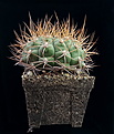 Нажмите на изображение для увеличения.

Название:	Gymnocalycium sagleone Art.jpg
Просмотров:	139
Размер:	123.1 Кб
ID:	370891