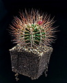 Нажмите на изображение для увеличения.

Название:	Gymnocalycium pungens.jpg
Просмотров:	150
Размер:	118.3 Кб
ID:	370949