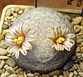 Нажмите на изображение для увеличения.

Название:	Mammillaria_lasiacantha_SB1063_9y.JPG
Просмотров:	198
Размер:	109.0 Кб
ID:	371035