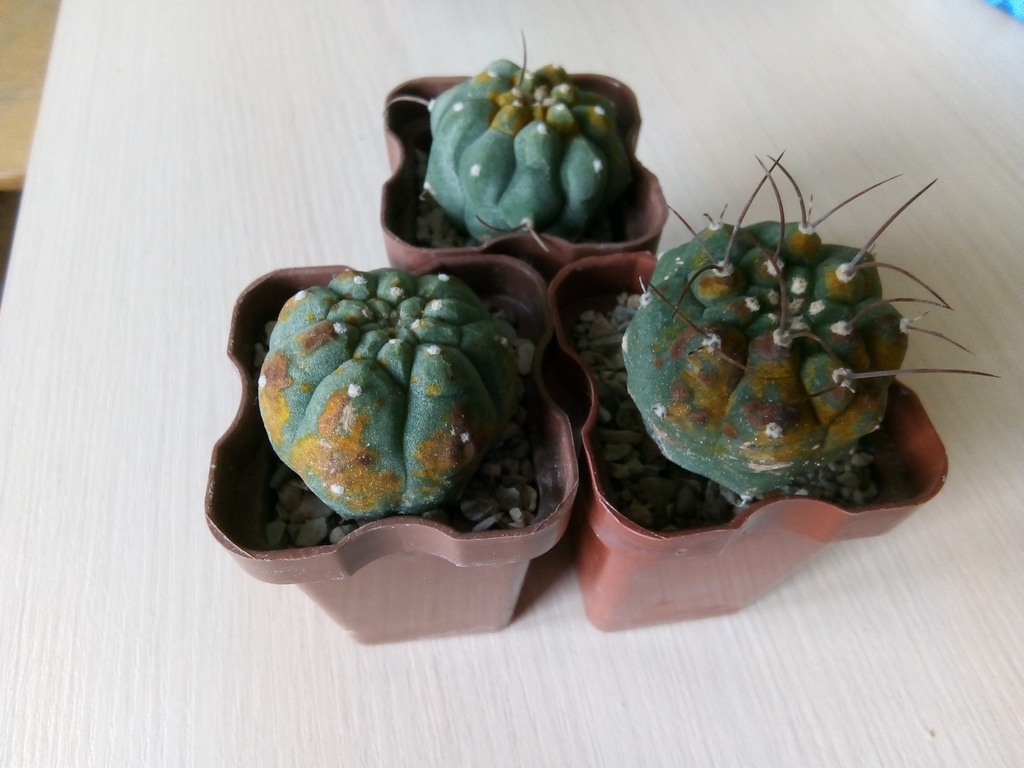 Ржавые пятна на кактусе - CactusLove