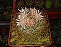 Нажмите на изображение для увеличения.

Название:	Mammillaria pennispinosa.jpg
Просмотров:	192
Размер:	251.3 Кб
ID:	371074