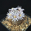 Нажмите на изображение для увеличения.

Название:	Mammillaria sanchez-mejoradae.jpg
Просмотров:	160
Размер:	163.6 Кб
ID:	371130