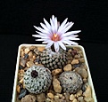 Нажмите на изображение для увеличения.

Название:	Turbinicarpus valdezianus v.albiflorus MZ 662.jpg
Просмотров:	152
Размер:	193.6 Кб
ID:	371131