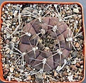 Нажмите на изображение для увеличения.

Название:	Gymnocalycium ferrar P136   MG464.082...JPG
Просмотров:	1022
Размер:	457.3 Кб
ID:	371134