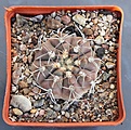 Нажмите на изображение для увеличения.

Название:	Gymnocalycium ferrar P136   MG464.082....JPG
Просмотров:	1006
Размер:	450.7 Кб
ID:	371135