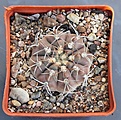 Нажмите на изображение для увеличения.

Название:	Gymnocalycium ferrar P136   MG464.082....JPG
Просмотров:	889
Размер:	450.7 Кб
ID:	371135