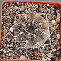 Нажмите на изображение для увеличения.

Название:	Gymnocalycium ferrar P136   MG464.082..JPG
Просмотров:	1023
Размер:	475.7 Кб
ID:	371136