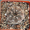 Нажмите на изображение для увеличения.

Название:	Gymnocalycium ferrar P136   MG464.082..JPG
Просмотров:	905
Размер:	475.7 Кб
ID:	371136