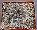 Нажмите на изображение для увеличения.

Название:	Gymnocalycium ferrar P136   MG464.082.JPG
Просмотров:	1004
Размер:	454.4 Кб
ID:	371137
