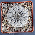 Нажмите на изображение для увеличения.

Название:	Gymnocalycium ferrar P136   MG464.082,.JPG
Просмотров:	1044
Размер:	465.2 Кб
ID:	371138