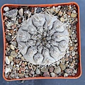 Нажмите на изображение для увеличения.

Название:	Gymnocalycium ferrar P136   MG464.082,.JPG
Просмотров:	922
Размер:	465.2 Кб
ID:	371138