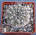 Нажмите на изображение для увеличения.

Название:	Gymnocalycium ferrarii P136   KOHRES.JPG
Просмотров:	1010
Размер:	468.1 Кб
ID:	371139