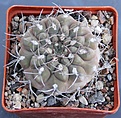 Нажмите на изображение для увеличения.

Название:	Gymnocalycium ferrarii P136   KOHRES.JPG
Просмотров:	865
Размер:	468.1 Кб
ID:	371139