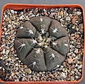 Нажмите на изображение для увеличения.

Название:	Gymnocalycium ferrarii VG665 Carrizal L.R. 583m  KK350.55...JPG
Просмотров:	1020
Размер:	439.0 Кб
ID:	371142