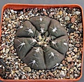 Нажмите на изображение для увеличения.

Название:	Gymnocalycium ferrarii VG665 Carrizal L.R. 583m  KK350.55...JPG
Просмотров:	868
Размер:	439.0 Кб
ID:	371142