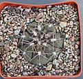 Нажмите на изображение для увеличения.

Название:	Gymnocalycium ferrarii VG665 Carrizal L.R. 583m  KK350.55....JPG
Просмотров:	1035
Размер:	485.3 Кб
ID:	371143