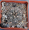 Нажмите на изображение для увеличения.

Название:	Gymnocalycium ferrarii VG665 Carrizal L.R. 583m  KK350.55.....JPG
Просмотров:	1049
Размер:	431.2 Кб
ID:	371144