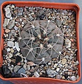 Нажмите на изображение для увеличения.

Название:	Gymnocalycium ferrarii VG665 Carrizal L.R. 583m  KK350.55.....JPG
Просмотров:	926
Размер:	431.2 Кб
ID:	371144